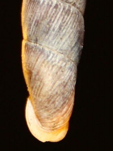 clausiliidae da identificare